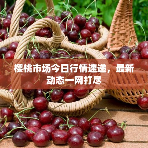 樱桃市场今日行情速递，最新动态一网打尽