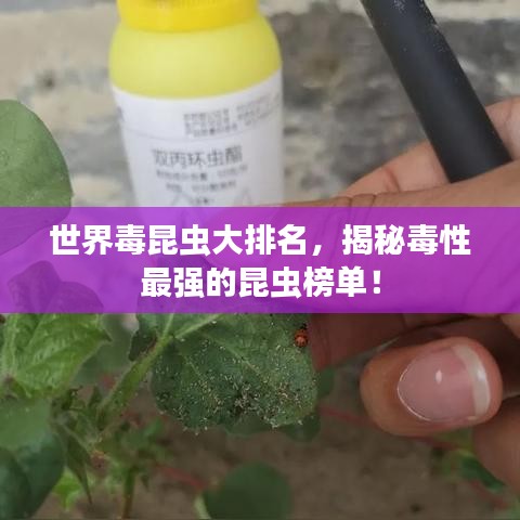 世界毒昆虫大排名，揭秘毒性最强的昆虫榜单！