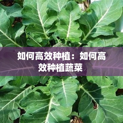 如何高效种植：如何高效种植蔬菜 