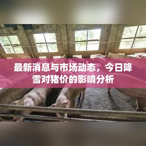 最新消息与市场动态，今日降雪对猪价的影响分析