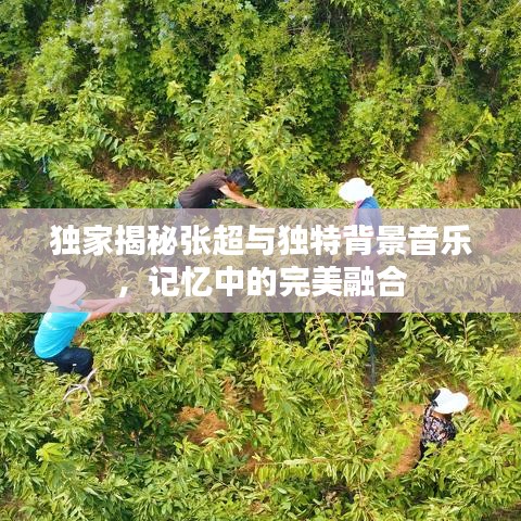 独家揭秘张超与独特背景音乐，记忆中的完美融合