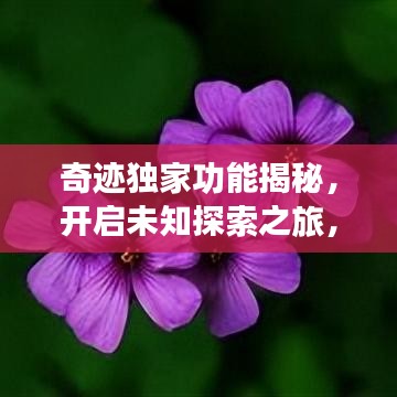 奇迹独家功能揭秘，开启未知探索之旅，体验全新世界