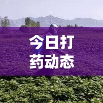 今日打药动态更新，最新消息汇总
