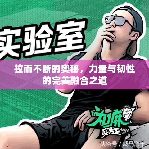 拉而不断的奥秘，力量与韧性的完美融合之道
