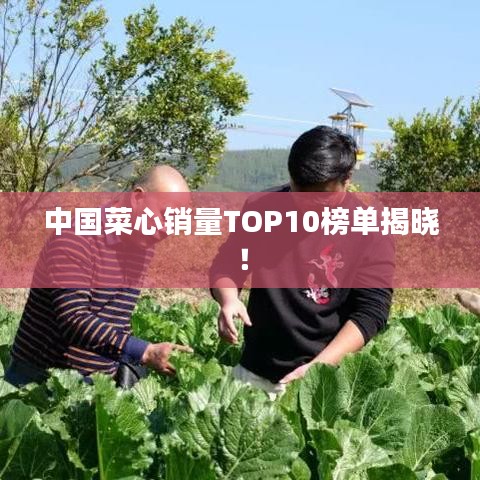 中国菜心销量TOP10榜单揭晓！