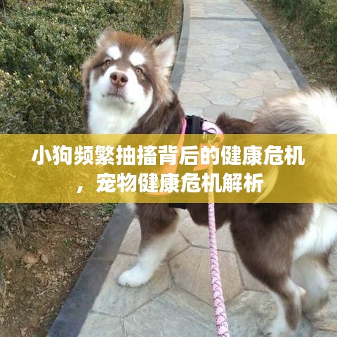小狗频繁抽搐背后的健康危机，宠物健康危机解析