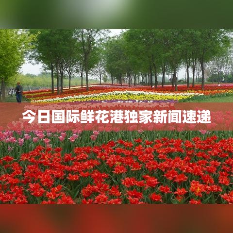今日国际鲜花港独家新闻速递