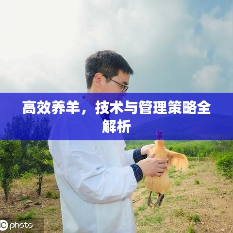 高效养羊，技术与管理策略全解析