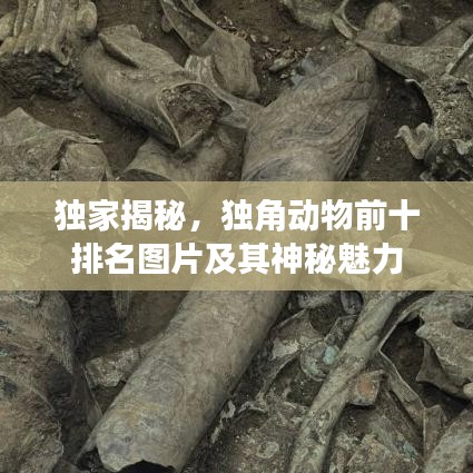 独家揭秘，独角动物前十排名图片及其神秘魅力