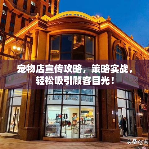 宠物店宣传攻略，策略实战，轻松吸引顾客目光！