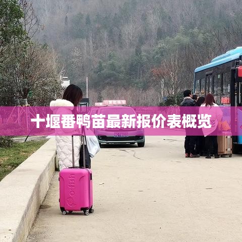 十堰番鸭苗最新报价表概览