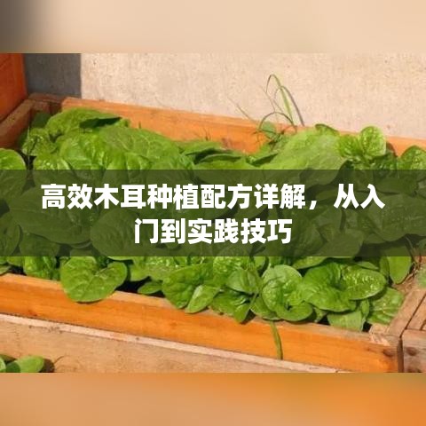 高效木耳种植配方详解，从入门到实践技巧