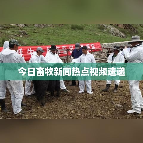 今日畜牧新闻热点视频速递