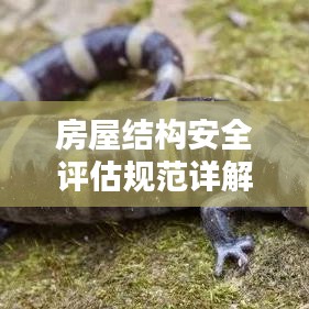 如翚斯飞