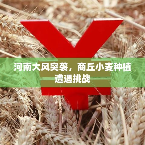 河南大风突袭，商丘小麦种植遭遇挑战