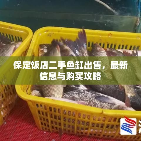 保定饭店二手鱼缸出售，最新信息与购买攻略