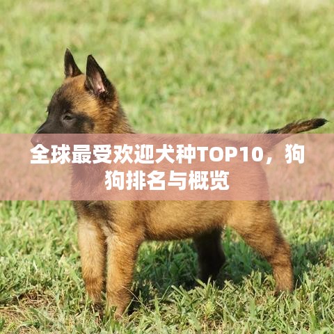 全球最受欢迎犬种TOP10，狗狗排名与概览