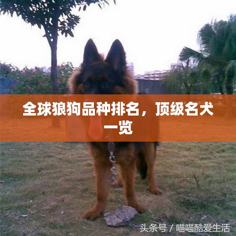 全球狼狗品种排名，顶级名犬一览