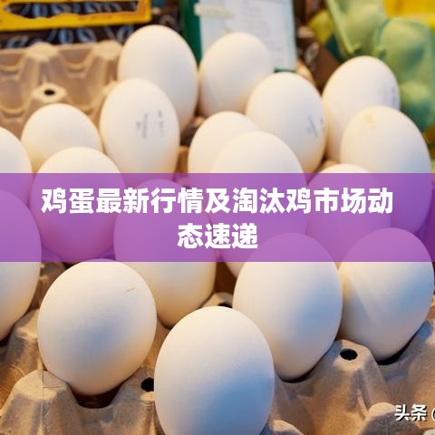 鸡蛋最新行情及淘汰鸡市场动态速递