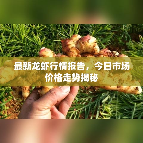 最新龙虾行情报告，今日市场价格走势揭秘