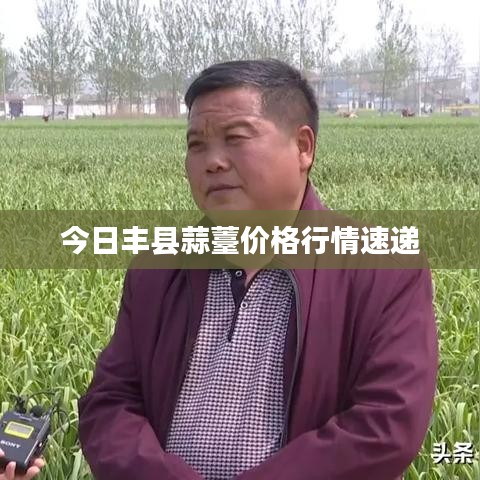 今日丰县蒜薹价格行情速递