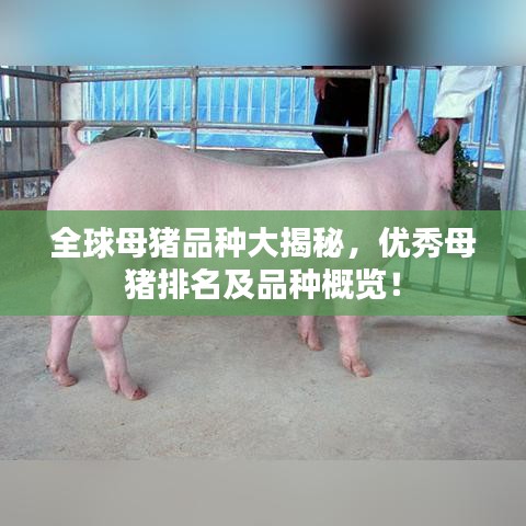 全球母猪品种大揭秘，优秀母猪排名及品种概览！