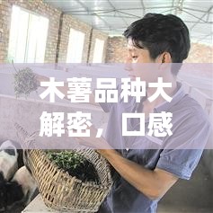 木薯品种大解密，口感绝佳的前十名排名！