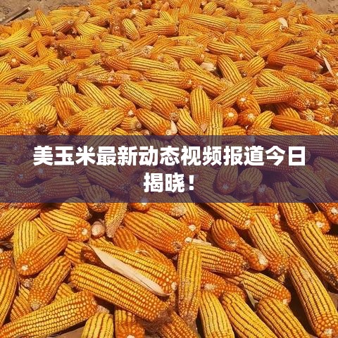 美玉米最新动态视频报道今日揭晓！