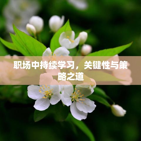 职场中持续学习，关键性与策略之道