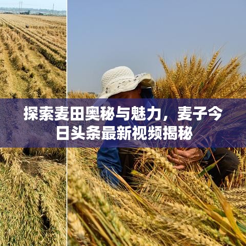 探索麦田奥秘与魅力，麦子今日头条最新视频揭秘
