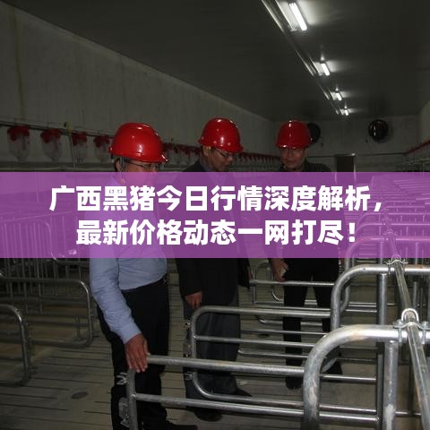广西黑猪今日行情深度解析，最新价格动态一网打尽！